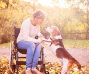 woman in wheelchair holding a dog's paws