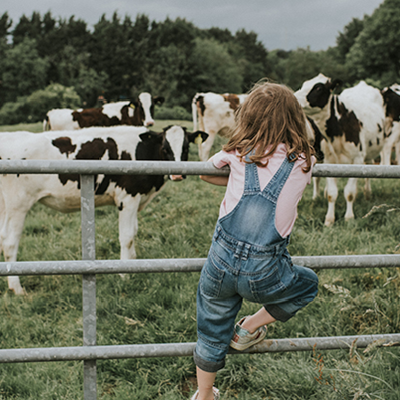 young girl climbing the fence to see cows on the farm